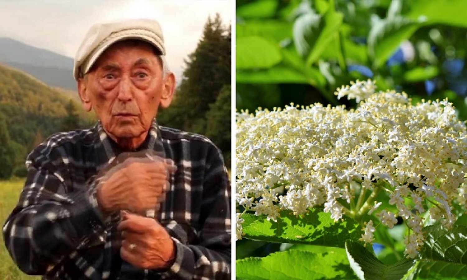 Híres erdélyi fitoterapeuta állítja: A bodzatea sokkal jobb, mint az aszpirin